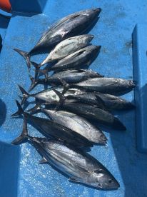 Good mix of trolling & drift fishing