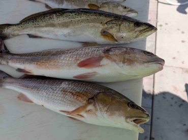 A true Captain who's crew comes first!