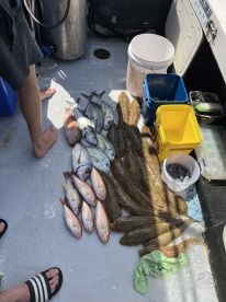 Great morning with heaps of fish