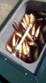 Halef day perch trip