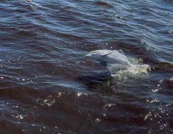 Awesome, stress free trip. 