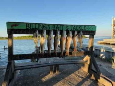 visitors from oregon 