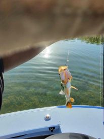 The Best Peacock Bass Fishing