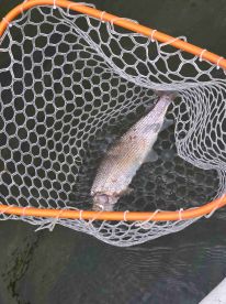 super awesome captain, Chris was great!