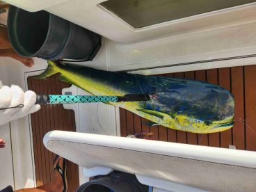  caught a big mahi mahi