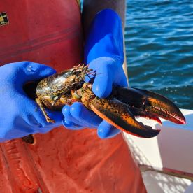 Lobster!... Not a fishing trip
