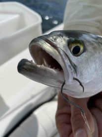 Book it!! Will is a amazing captain! 