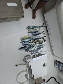 Always a good morning on Nauti Dreams