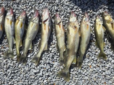 Captain Quinn was terrific!