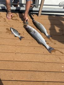 Fun fishing with good experienced guides.