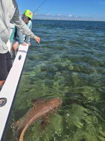 shark fishing 