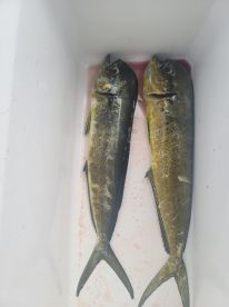 knew where fish woild be located