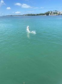 Booked to catch a tarpon, caught a monster tarpon
