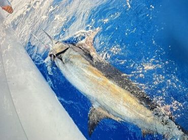 Woohoo for the wahoo