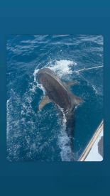Big game & shark trip