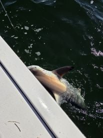 Awesome Awesome Awesome 