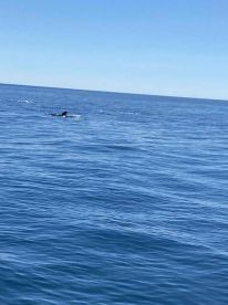 catching fish an watching dolphins