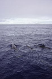 Meilleure excursion du s\u00e9jour 