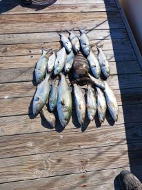 knows what he is doung!