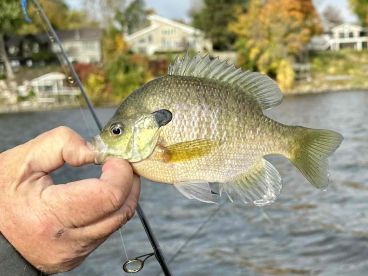 Another successful day of fishing!