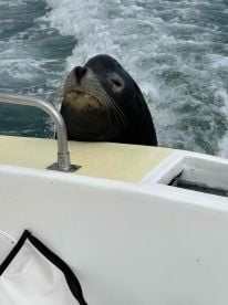 dose marlin  Los cobos 2025