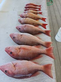 Limited on red snapper
