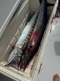 Slaying Wahoo with Paso Largo Fishing Charters!