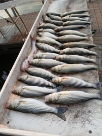 Fishing for Striper 
