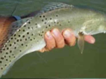 Great Captain and boat!