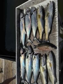 Captain Colby Guaranteed Angler! 