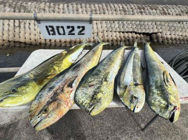 Couldn\u2019t reccomend more