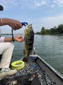 Fish Fish Fish \ud83c\udfa3