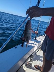 Great experience! Awesome Captain