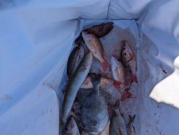 Great experience! Awesome Captain