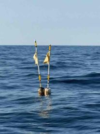 tile & black belly rosa 