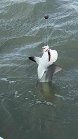 Everything Was Great