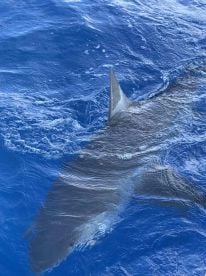 Amazing trip!! Captain and crew were excellent!