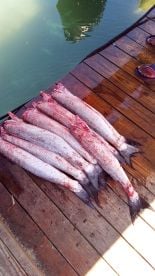 Great fishing day with captain Julio 