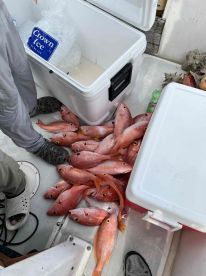 Deep Drop Fishing is Awesome!