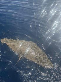 Gro\u00dfer Butterfly-Stingray