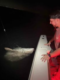 Caught a bull shark!