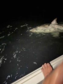 Caught a bull shark!