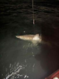 Caught a bull shark!