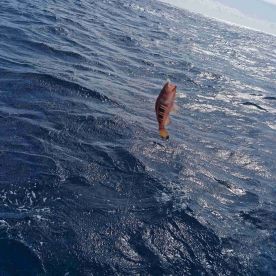 Great Morning Fishing