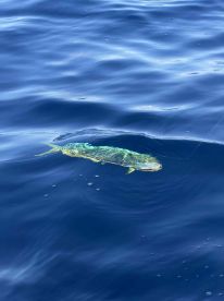 Low stress, productive, effective fishing at its best.