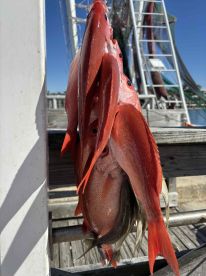 Captain puts u on the fish!