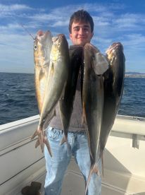 Beautiful Amberjacks!