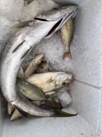 Enjoyable trip with plenty of fish 