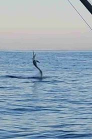 Successful Sailfish trip with Fransisco