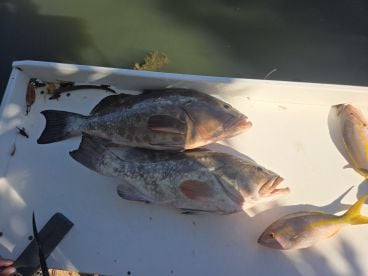 Grouper for everyone 